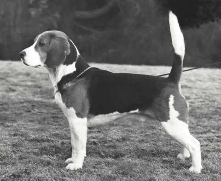 CH Crestamere Ruler