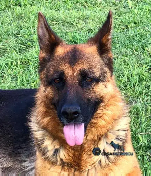 CACIB FP1, CAC FB2 GRACE AUS DEM SCHESSBURG