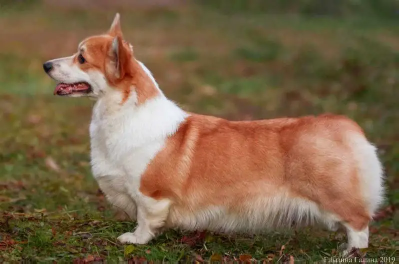 CH.RUS CH.RKF Floris Cor Vitaliana