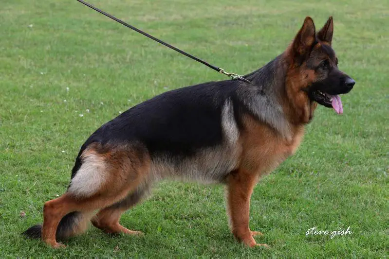 SG 9 SV BSZ 2019 Charly vom Ronkarzgarten