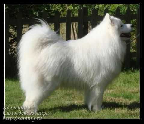 Snow Gems Thunder Roar