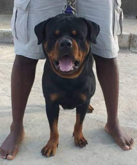 Oscar house of panache