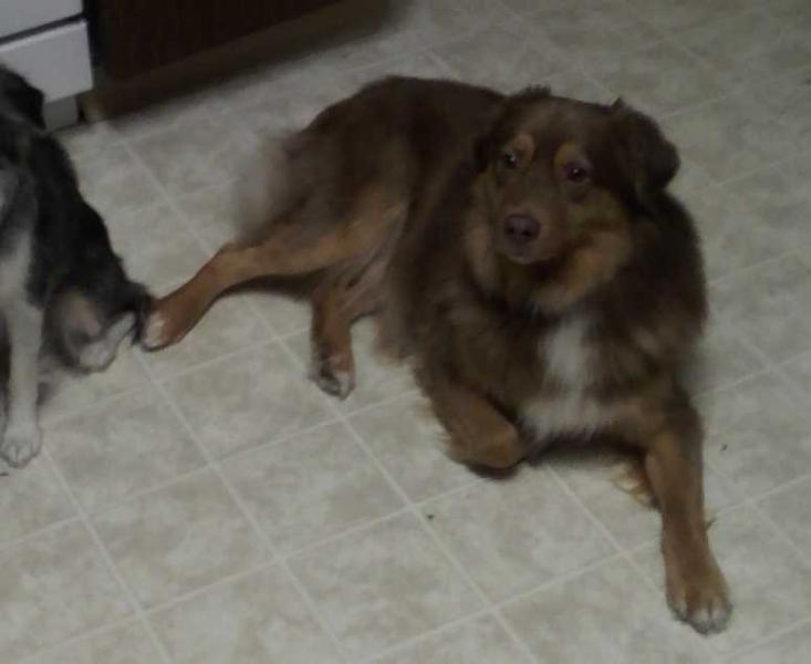 Riddickulous Fire Of Cardinal Country