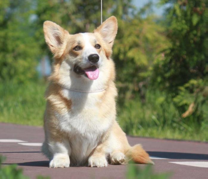 Fancorgi Coco Chanel