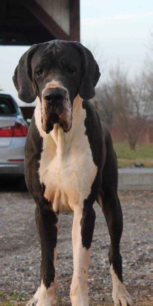 Morgul Von Freya's Rosenrot