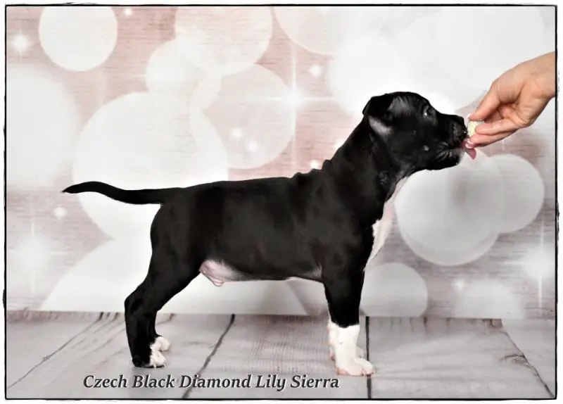 Czech Black Diamond Lily Sierra