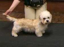 Cassencarrie Golden Rule