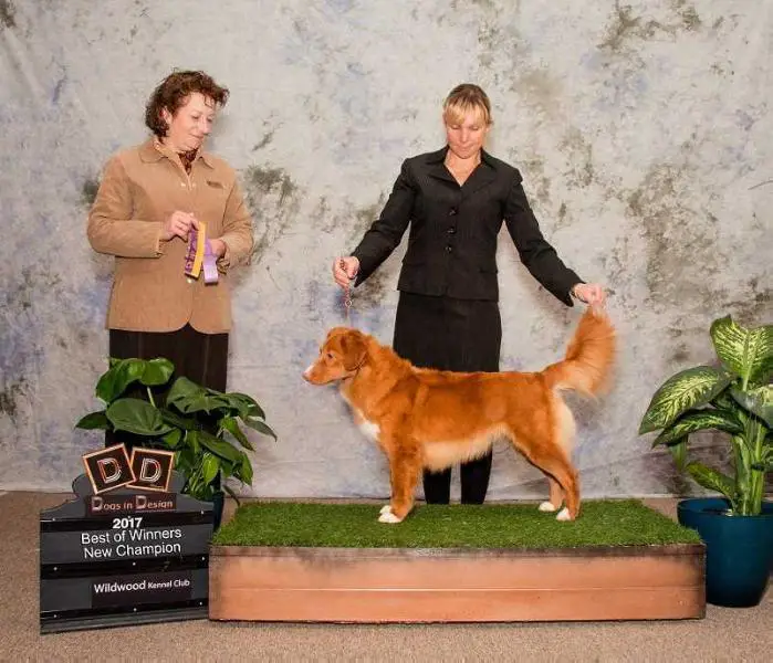 Am GCH. Can CH. Fourwinds Roaneden Rogue Wave