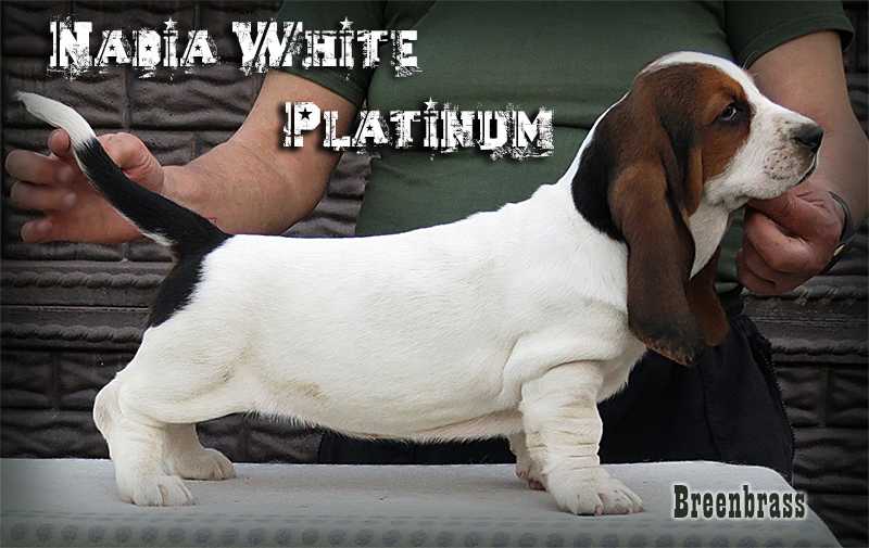 Nadia White Platinum Breenbrass