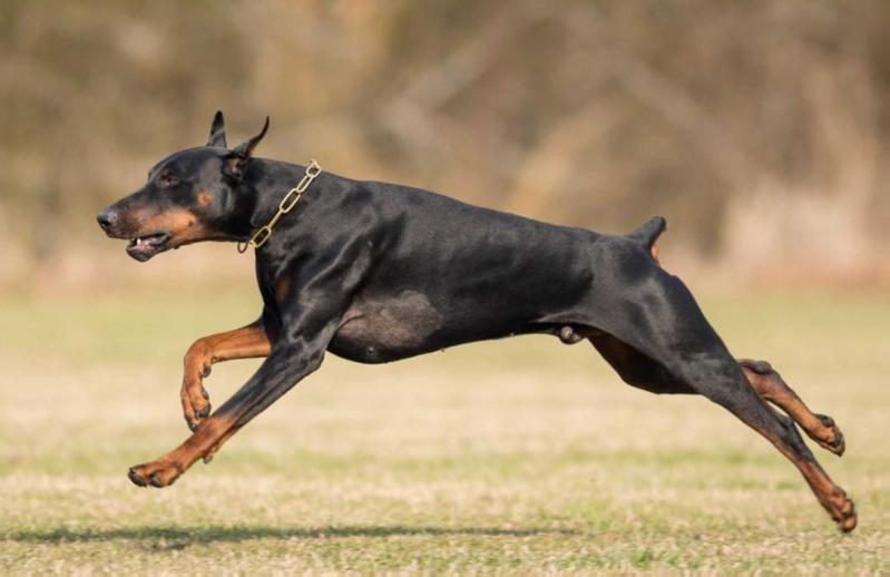 Hurin Jarl Swiftrun Vom Larson