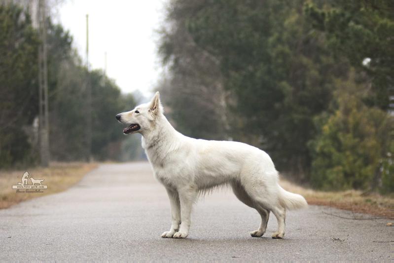 Ch.PL WIJA A Pure Heart