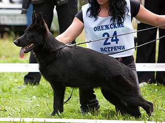 ZILBER VASSERFAL YURASHA