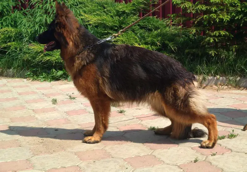 Baileys Fon Kristin Hof