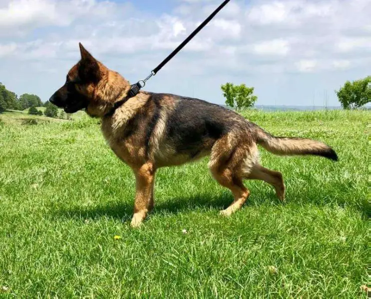 Viney Hill's Honor Guard