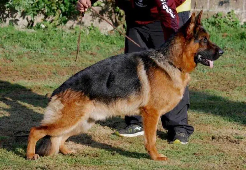 Arex do Monticans (2018)