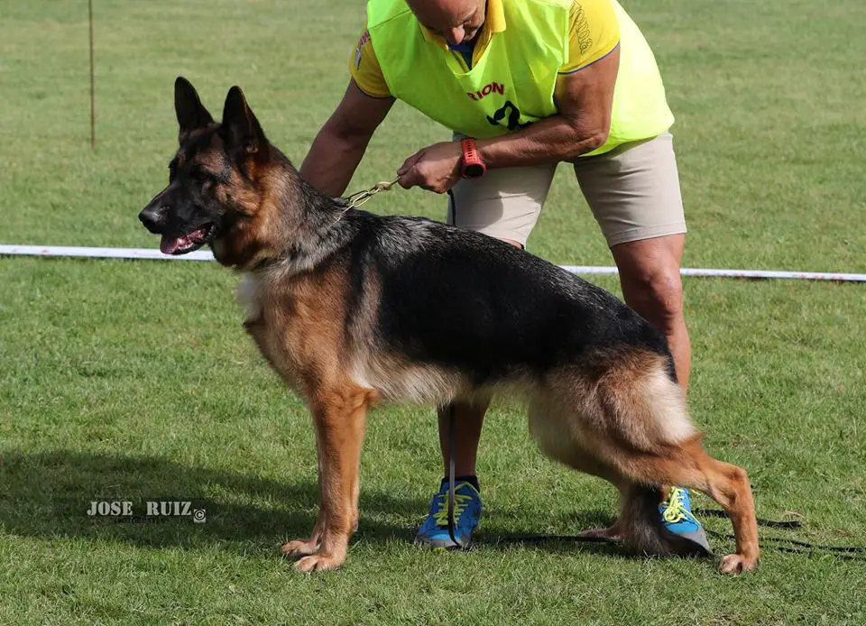 Ricola vom Frankengold