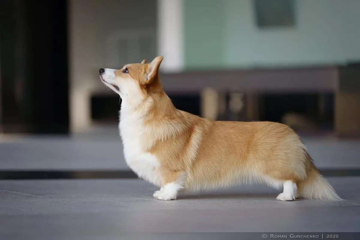 CH RU, JCH RU AIRYSHIRE Bonny Belle at EMEISHANQUIN