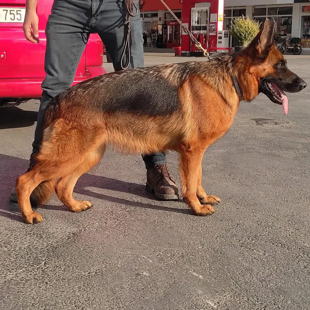 Jeli von der Kocaeli