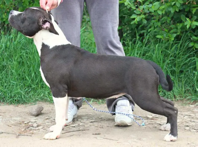 SHAKIRA IZ KOROLEVSTVA STAFF