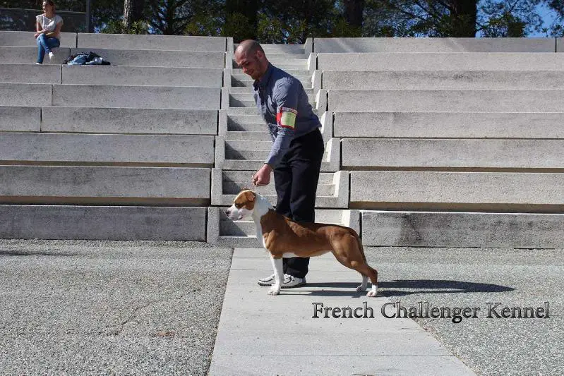 JCH French Challenger Ollywood Ranger