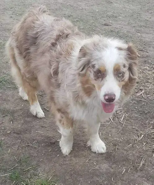 BLU HORIZONS RIVER PHOENIX RED HOT FLARE