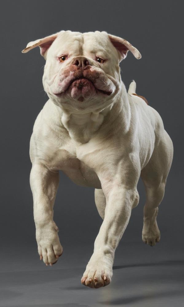 BRBS Bay Area Bullies Logic