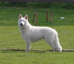 Great Northern Jasper