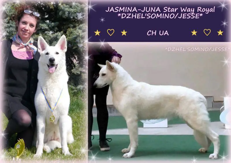 CH UA, 5*CAC, 4*R.CAC, R.CACIB, BOB, BOS JASMINA-JUNA Star Way Royal *DZHEL'SOMINO/JESSE*