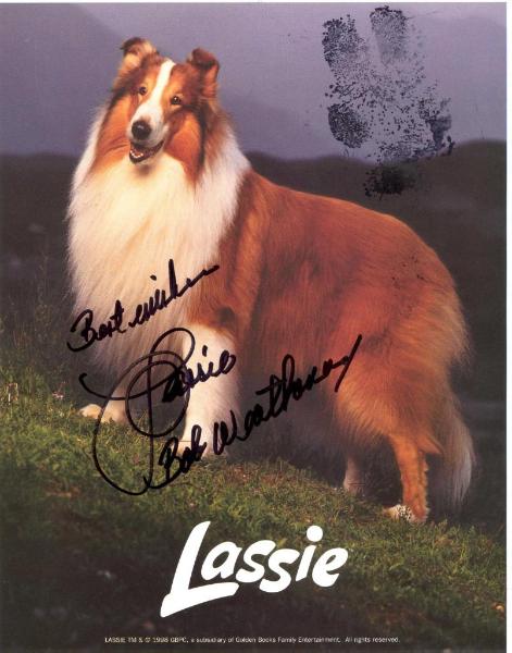 Lassie VIII (Howard)
