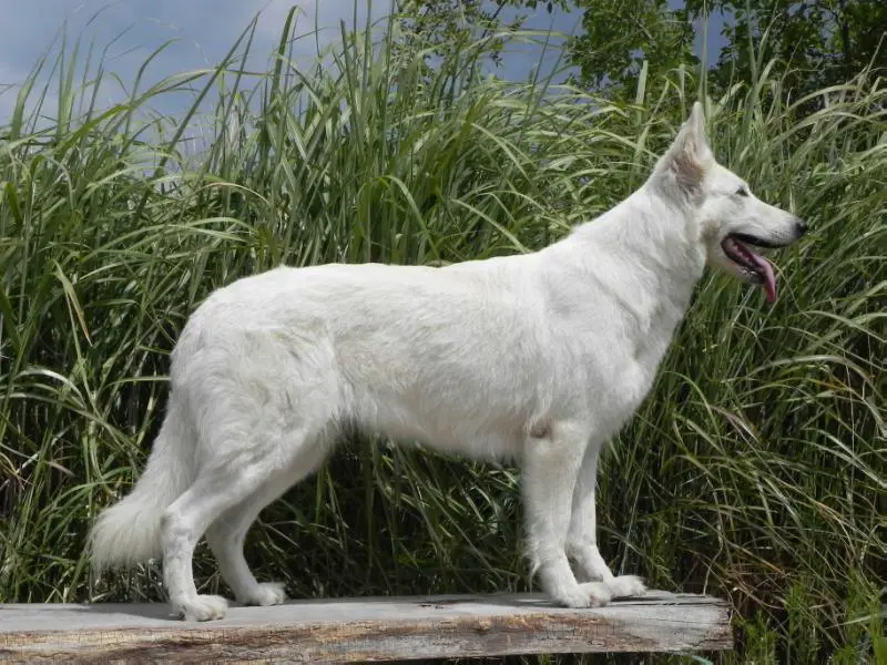 CANTA LUPA FIALA White Matahar ((Canta Lupa (FCI) Kennel)