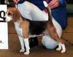 Int CH Bangor Tillilliha