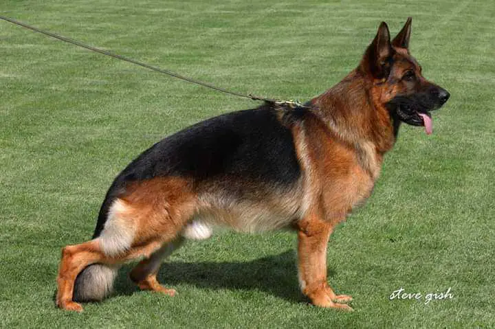 V(BSZS) Mika vom Friedenspark