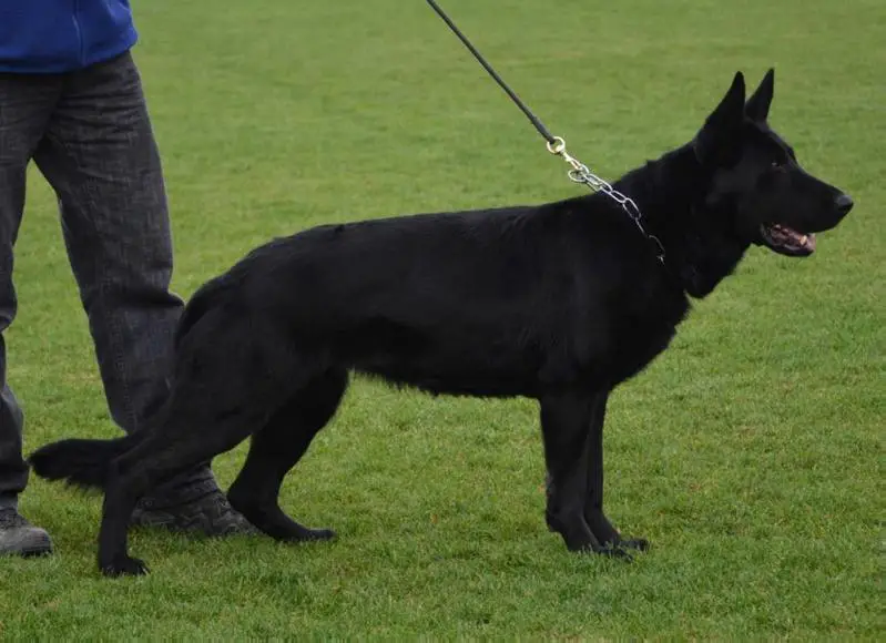 G Dalila od Pramena Vahu