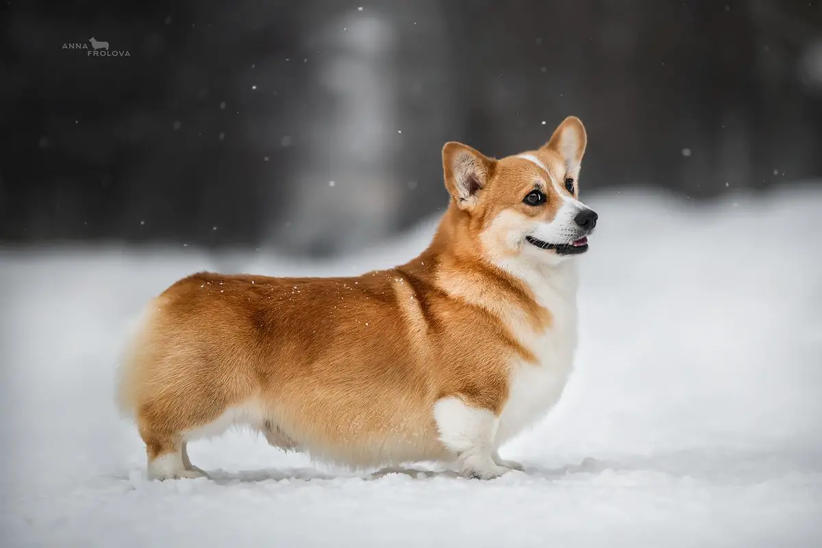 JCH RUS, JCH RKF, CH RUS, CH BEL, CH RKF, PrCH RUS LAIF SPRING BADGER