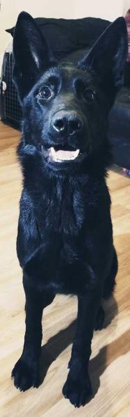 Barghest vom Hexenrudel