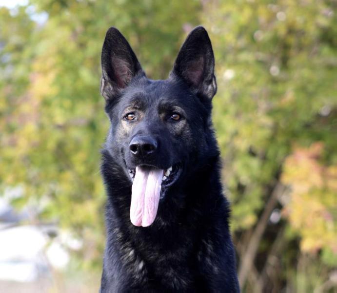 Egon z Ditčina dvora