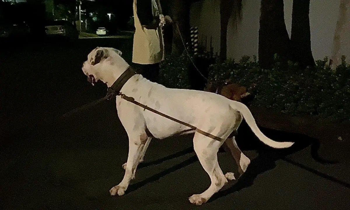 ThunderBeast’s Raijū