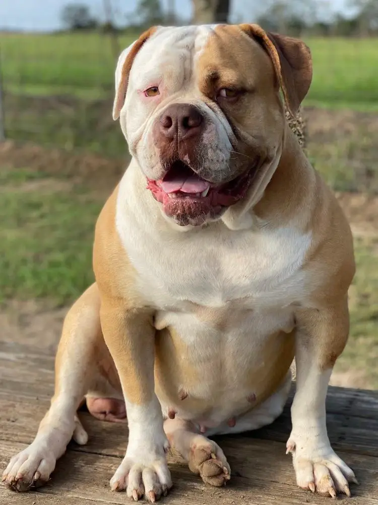 CAJUN COUNTRY'S MS. HONEY