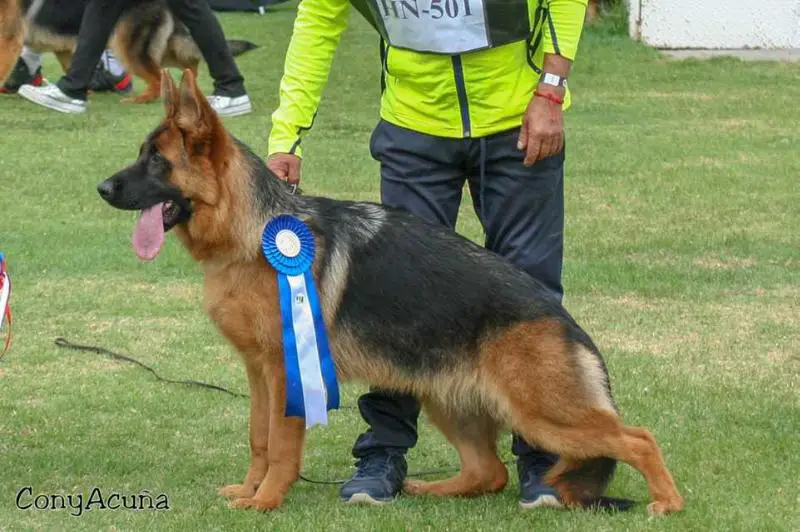 SG1 2019 Zasha aus villaland