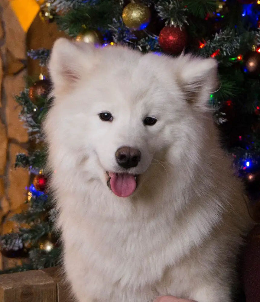 Alkhabor Almira Hristina X-Мas Present