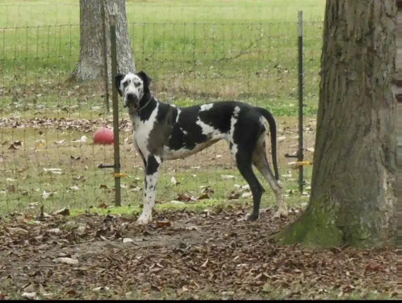 Miss Southern Komfort’s Louise