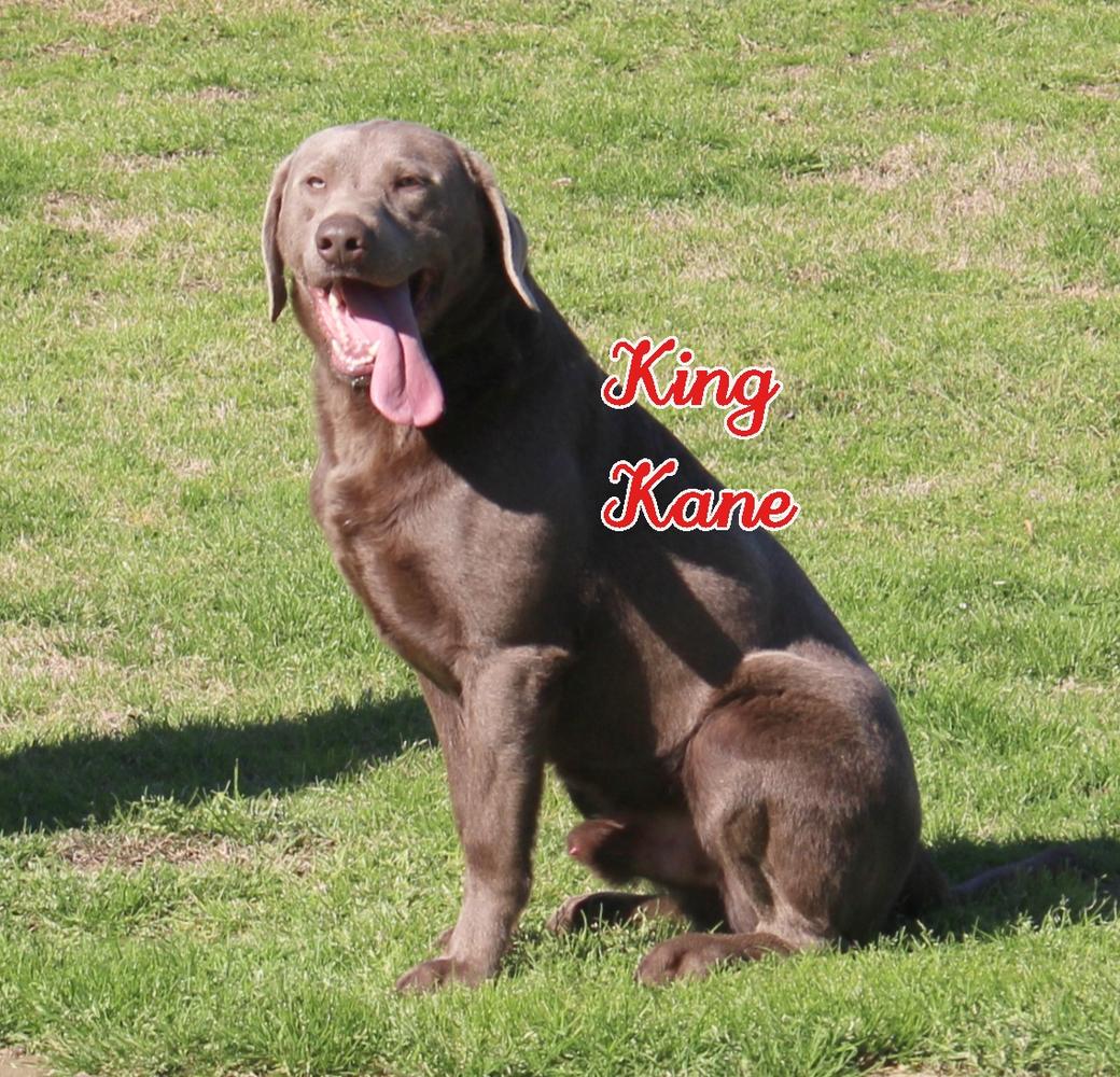 South'n Terr Silver King Kane