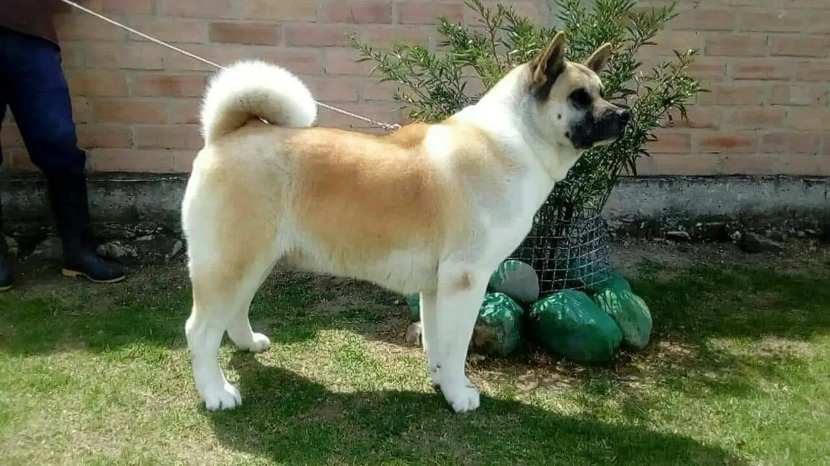 Mia Jr. De Finca Santa Camila FSC