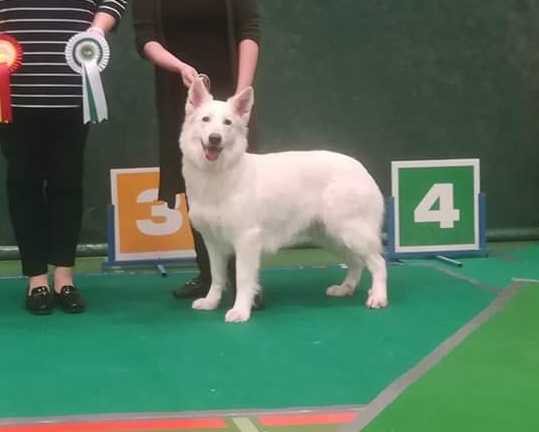 NORD CH, CH(FI, SE, NO, LT), JCH(LV, LT) Parfait Fleur Wacila est Unique