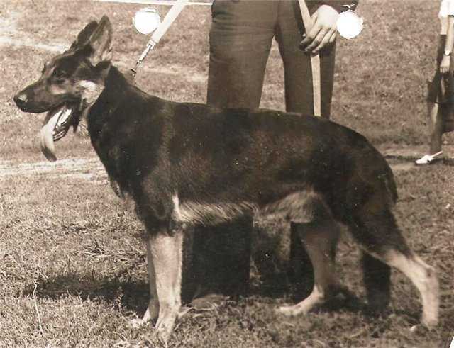 V (USSR) Frisko von der Fenne