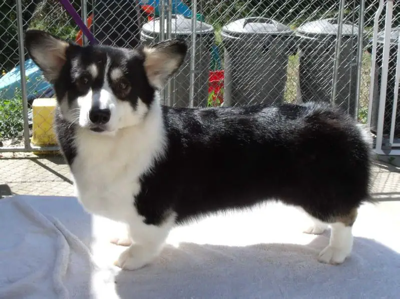 Timberside Lively Midnight Dancer