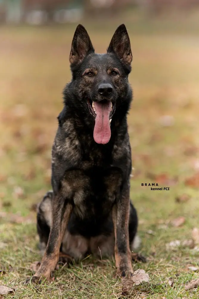 CACT, SG Cinderella Brama