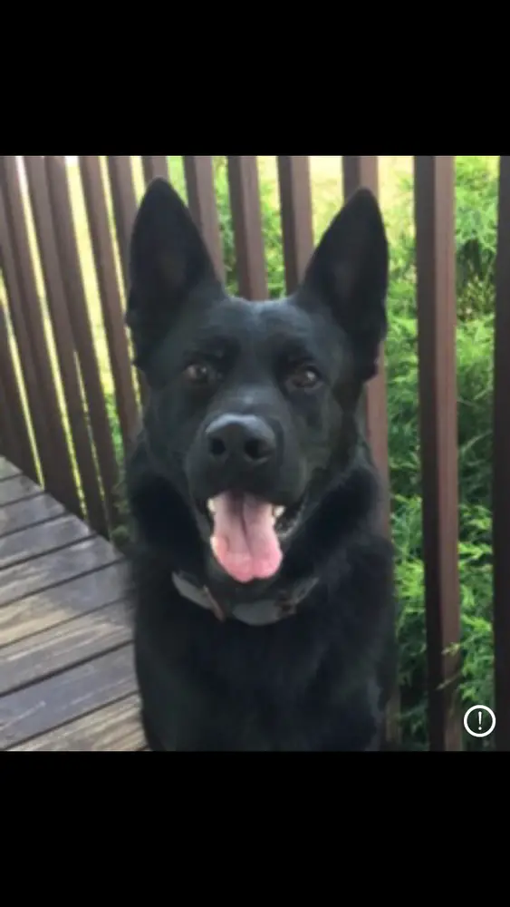 Eli Vom Alabama Police K9