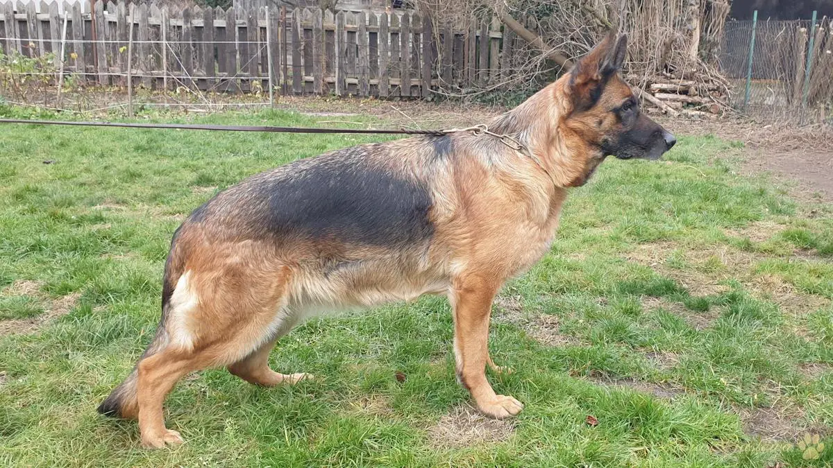 LENA Pasja Piastowa