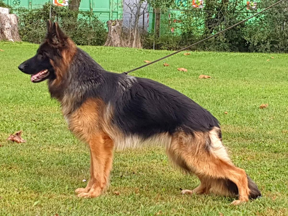 SG Cessy vom Sandstein